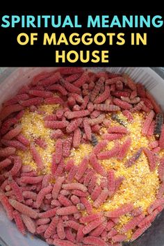 What Is The Spiritual Meaning Of Maggots In House? Out Of Nowhere, On The Floor, The Floor, In The Morning, The Morning, Meant To Be