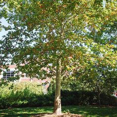 a tree in the middle of a grassy area