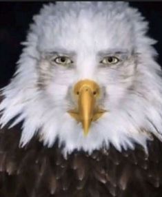 an eagle with white feathers and a yellow beak is shown in this artistic photograph, it appears to be looking at the camera