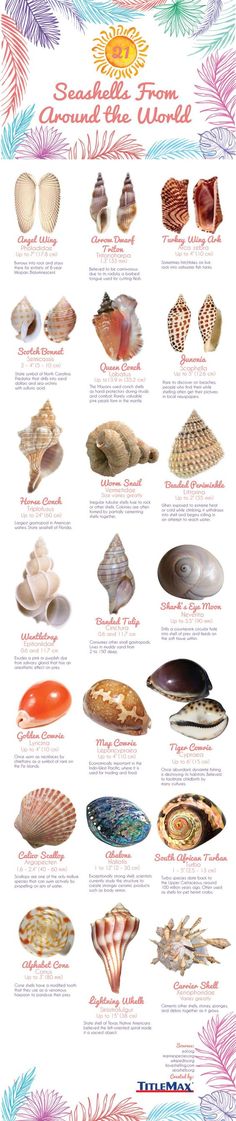 the different types of sea shells are shown in this poster, which shows their names