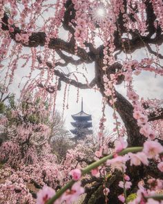 the pagoda is surrounded by pink flowers and trees with blossoms in bloom on either side