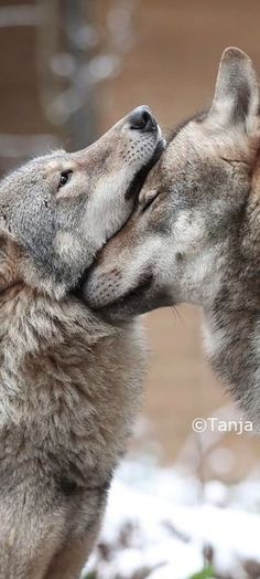 two gray wolfs are kissing each other in front of snow covered ground and trees