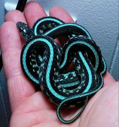 a hand holding a small black and white snake