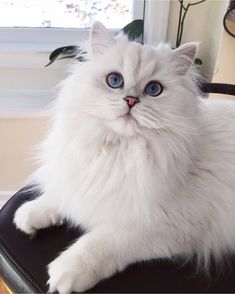 a white cat with blue eyes sitting on a chair