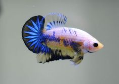 a blue and yellow siamese fish in an aquarium