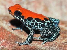 an orange and black frog sitting on top of a rock