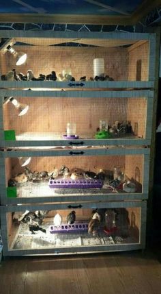 several shelves filled with different types of birds