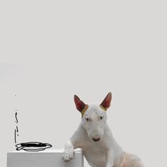 a white dog sitting on top of a white box