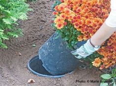 a person is digging in the dirt with a bucket full of flowers and plants behind them