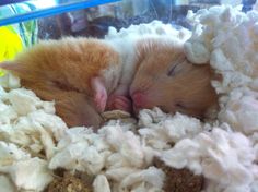 two small kittens sleeping in a pile of white wool