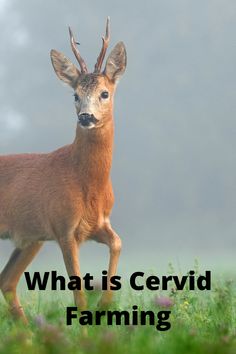 a deer with antlers on it's head is walking through the grass in front of an overcast sky