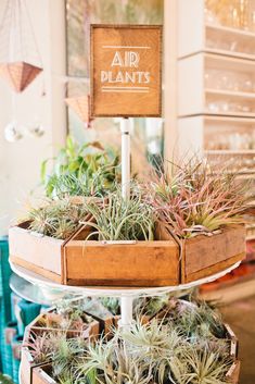 three tiered trays with air plants in them and a sign that says air plants