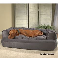 a large brown dog laying on top of a gray bed in a living room next to a window