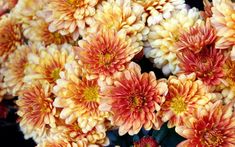 a bunch of orange and yellow flowers are in the middle of a bouquet with red centers