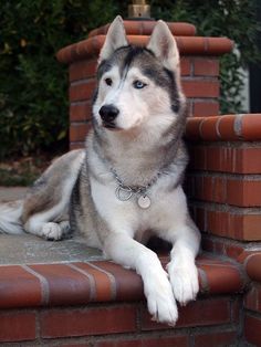 a husky dog laying on the ground next to a red brick wall and planter