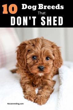 a brown dog sitting on top of a bed next to a white blanket with the words, 10 dog breeds that don't shed