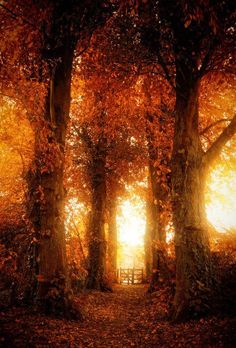 the sun shines through trees in an autumn forest