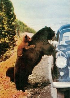 a brown bear standing on its hind legs next to a car