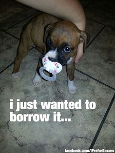 a boxer puppy chewing on a toy with the caption i just wanted to borrow it