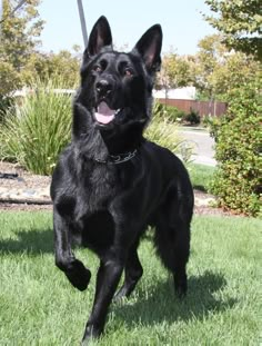 a large black dog standing on top of a lush green field