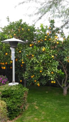 an orange tree with lots of oranges growing on it's branches in the yard