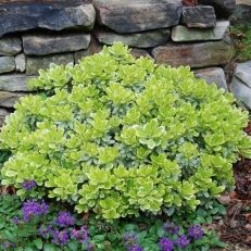 a green plant with purple flowers in front of a stone wall