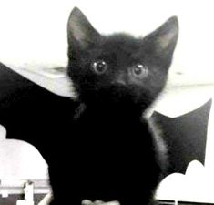 a black cat sitting on top of a desk