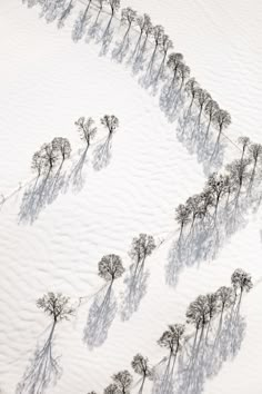 an aerial view of several trees in the snow with long shadows on the snowy ground