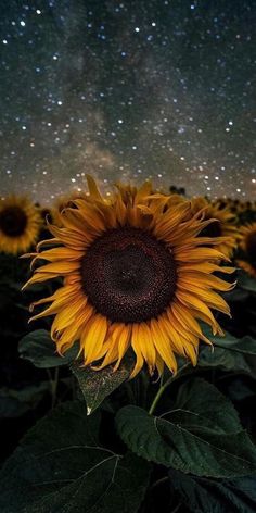 a large sunflower in the middle of a field under a night sky filled with stars