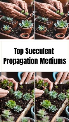 A detailed guide to succulent propagation showcasing various methods, including leaf cuttings, stem cuttings, and seeds. The image features healthy succulents alongside tools and materials such as soil, pots, and propagation trays. Key techniques are highlighted, emphasizing valuable tips for successful propagation and the benefits of growing your own plants. String Of Hearts Plant, Succulent Display, Baby Succulents, Propagating Succulents, New Roots, Succulent Care, Mother Plant, Seed Starting