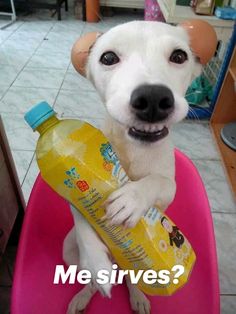 Food Funny, White Dog, School Lunch, Dog Food, Juice, Dogs, Funny