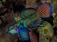 a blue and yellow fish with orange stripes on it's head