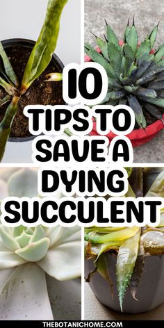 Tips on how to revive and care for a dying succulent including plant care houseplant techniques and succulent garden design ideas for both succulent garden indoor and succulent garden outdoor. Care Of Succulents Indoors, Tips For Succulents, How To Keep Succulents Alive Indoors, Succulent Tips Plant Care, Care For Succulents Indoor, Potting Succulents Indoor, Succulents Care Tips, How To Transplant Succulents, How To Care For Succulents Indoors