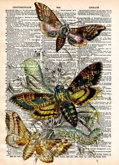 butterflies on an old book page