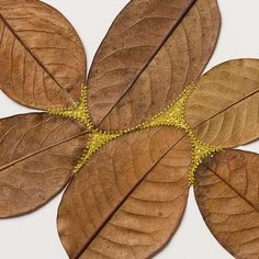 a group of brown leaves sitting on top of each other