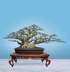 a bonsai tree sitting on top of a wooden table