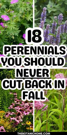 Guide to 18 perennials you should never cut back in fall, including what flowers to plant in the fall and fall flowerbed ideas for the best fall flowers for pots and flowers for fall planters. Fall Flowerbed Ideas, Winter Garden Ideas, Bulbs To Plant In Fall, Flowers For Pots, Plants For Fall, Perennial Garden Plans, Fall Landscaping, Fall Perennials, Front Garden Landscape