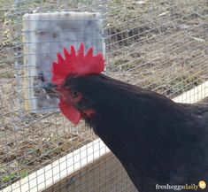 a black and red rooster in a cage