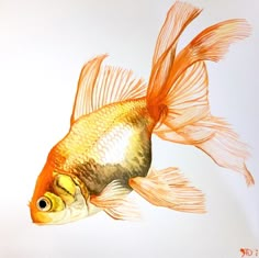 a drawing of a goldfish with orange tail and white body, swimming in water