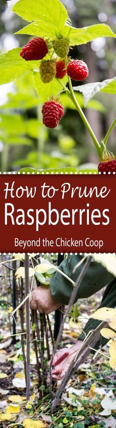 raspberries growing in the garden with text overlay reading how to prune raspberries beyond the chicken coop