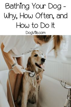 a woman brushing her dog's teeth in the bathtub with text overlay that reads, bathing your dog why, how often and how to do it?