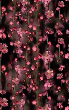 some pink flowers are growing in the dark