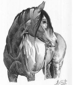 a pencil drawing of a horse with its head turned to the side and it's bridled up