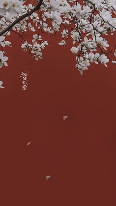 white flowers are blooming on the branches of a tree in front of a red wall