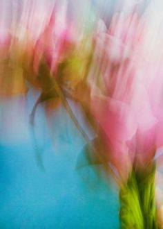 blurry photograph of pink flowers on blue table