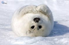 a white seal laying in the snow with its head on it's back and an inscription below that reads foca no que faz bem