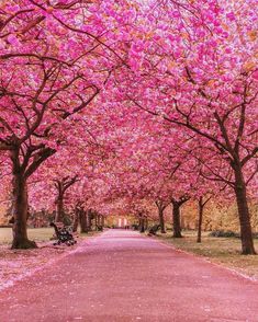 a tree lined street with pink flowers on the trees and benches in the foreground