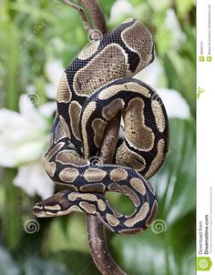 a snake is curled up on a branch in the jungle, with white flowers behind it