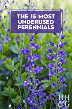 purple flowers with the words, the 15 most underused perennials