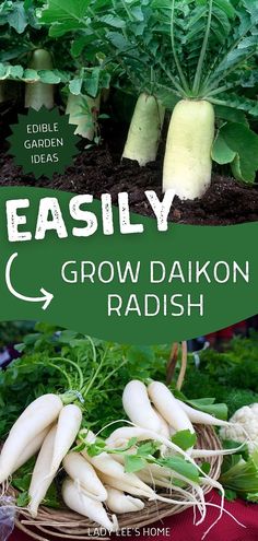 an image of some vegetables growing in the garden with text overlay that reads easily grow daikon radish